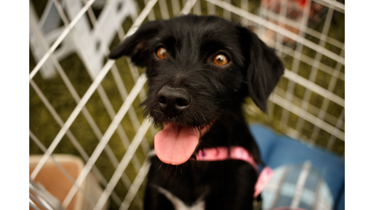 Rescued dog