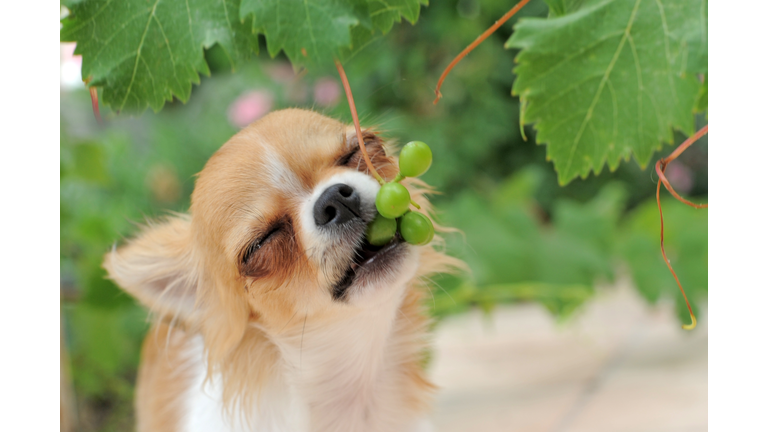puppy chihuahua