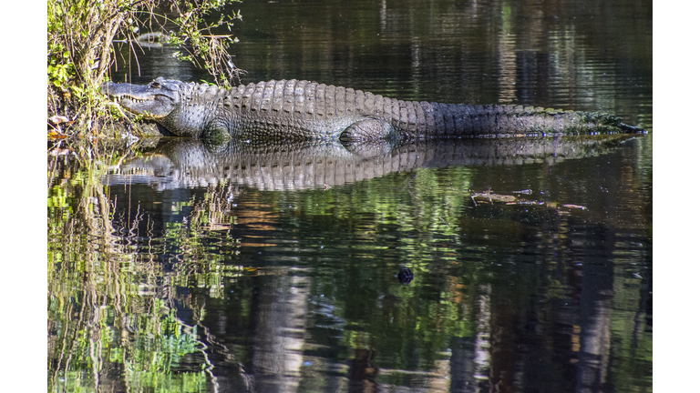 Full grown alligator