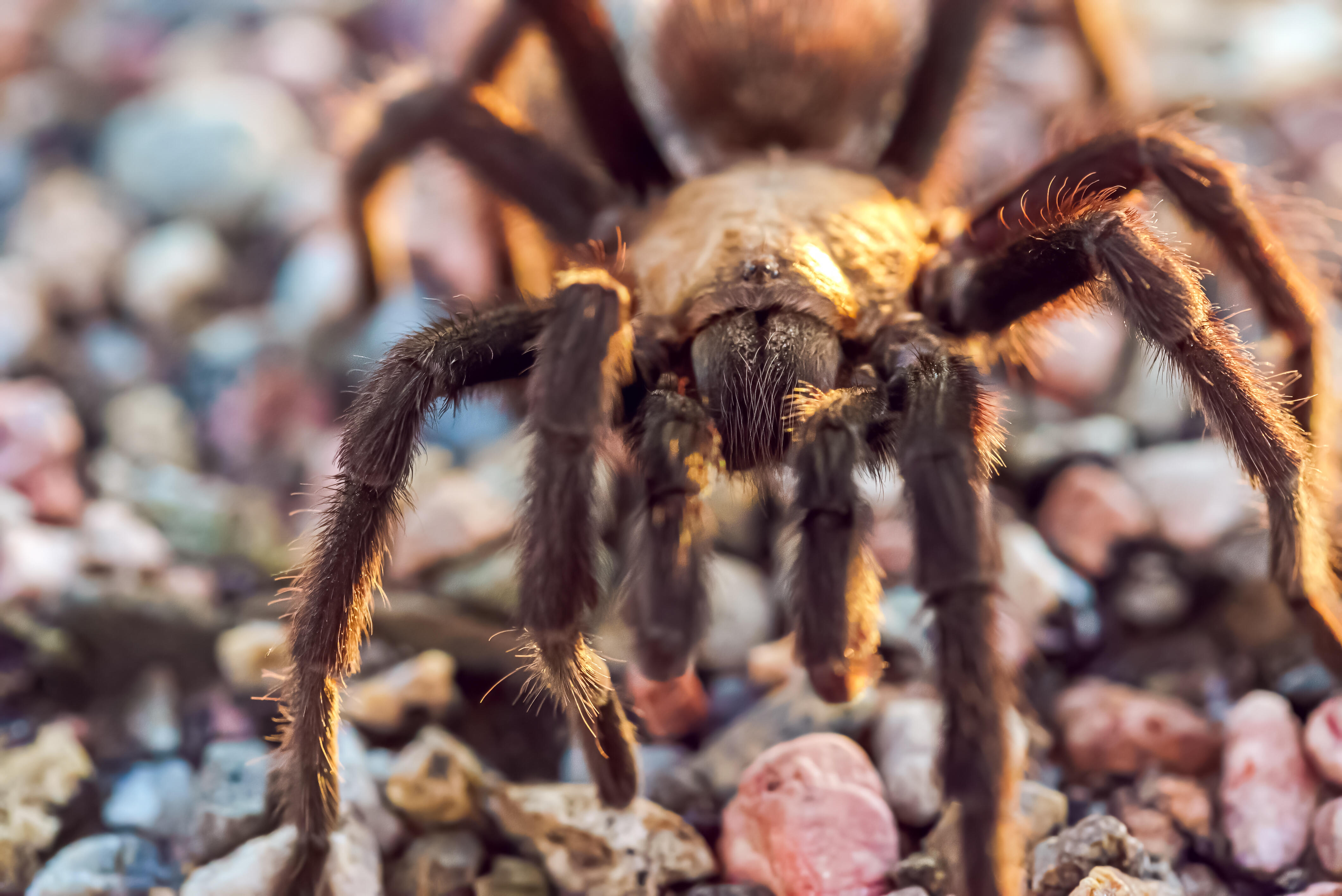 Thousands Of Tarantulas Will March Through Colorado Soon IHeart   62fe76f25ba6ac64264fb3dd