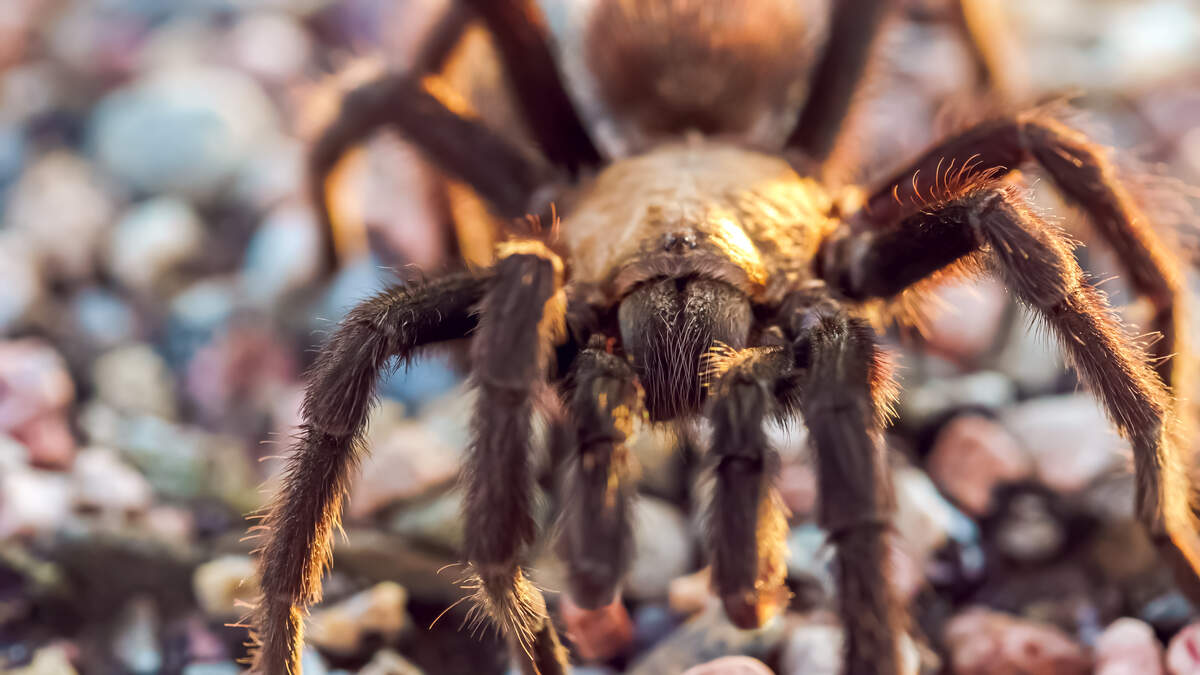 It's Tarantula Mating Season In Southern California 101one WJRR