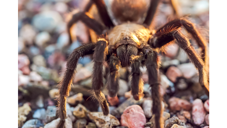 Tarantula