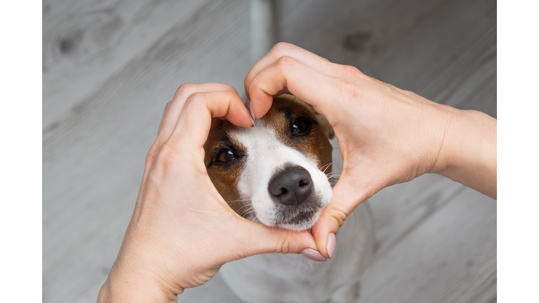 Jack russell terrier dog muzzle and female hands in the shape of a heart