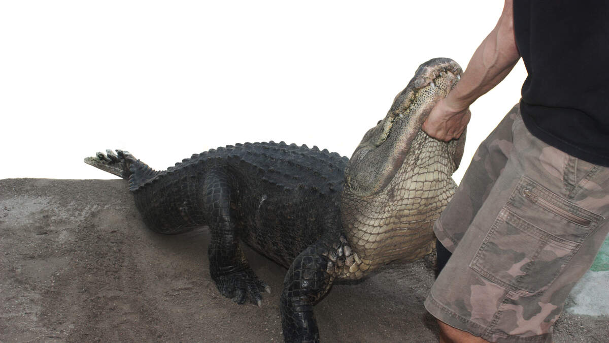 Man's Caught on Camera Jumping into Busch Gardens Alligator Habitat