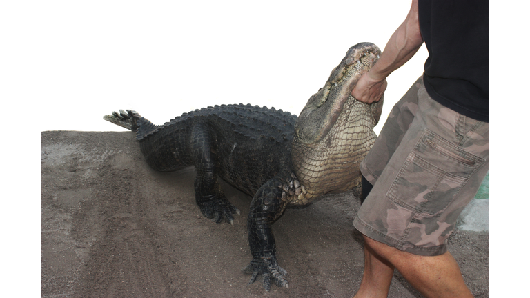 Person performing a stunt with alligator