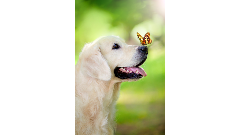 Golden retriever dog with butterfly