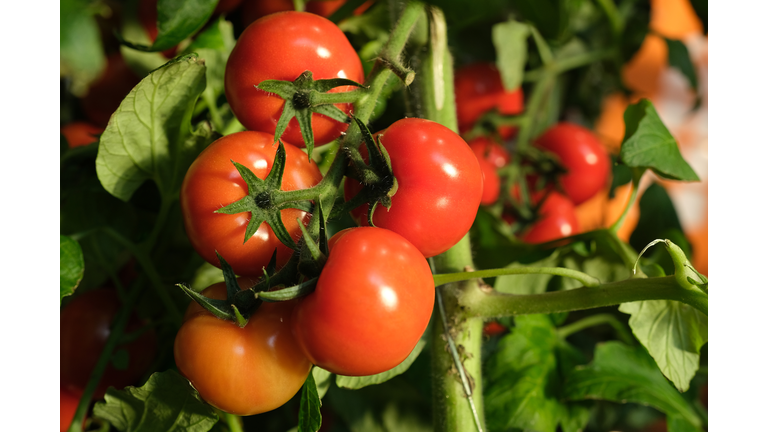 Green Week Agricultural Trade Fair Opens In Berlin