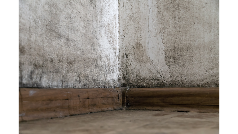 Black mold in the corner of the room wall, close-up, copy space