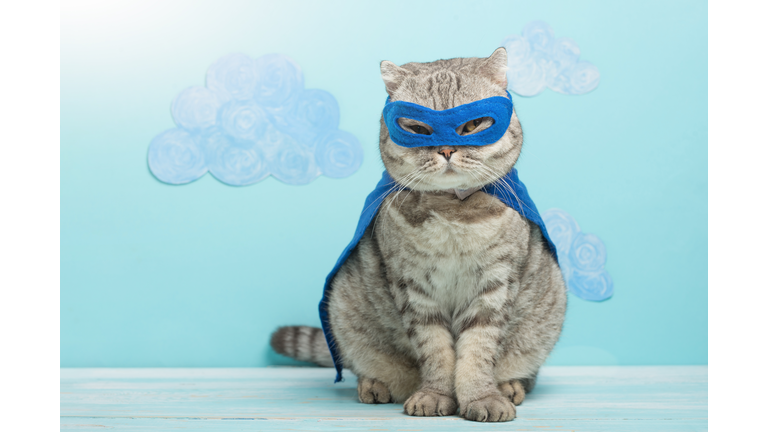 superhero cat, Scottish Whiskas with a blue cloak and mask. The concept of a superhero, super cat, leader