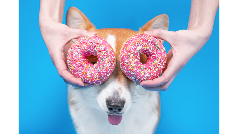 Hand man holding fresh pink doughnuts near eyes of cute dog welsh corgi pembrokeon bright blue background.  Copy space