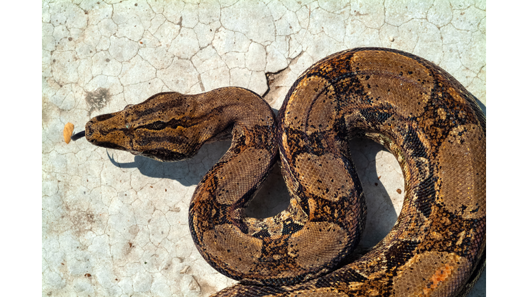 Boa constrictor – red-tailed boa snake