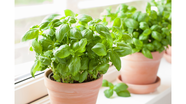 fresh basil herb in pot