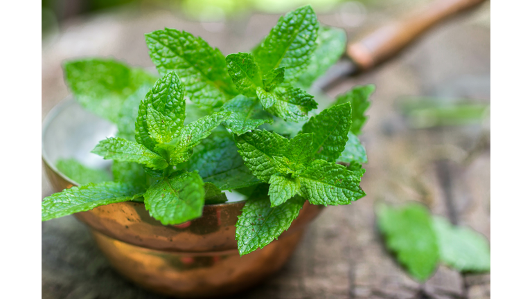 Fresh mint on a wooden table