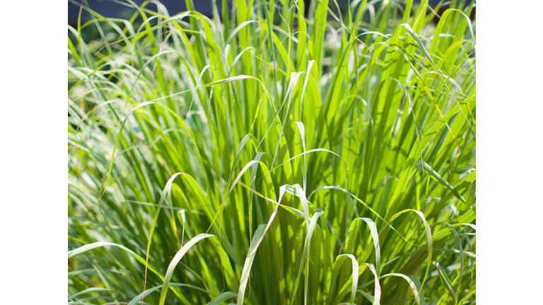 Lemongrass or Lapine or Lemon grass or West Indian or Cymbopogon citratus were planted on the ground