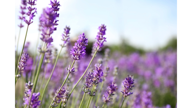 Beautiful blooming lavender field on summer day, closeup