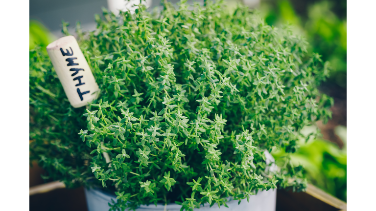 Thyme. Thyme plant in a pot. Thyme herb growing in garden.