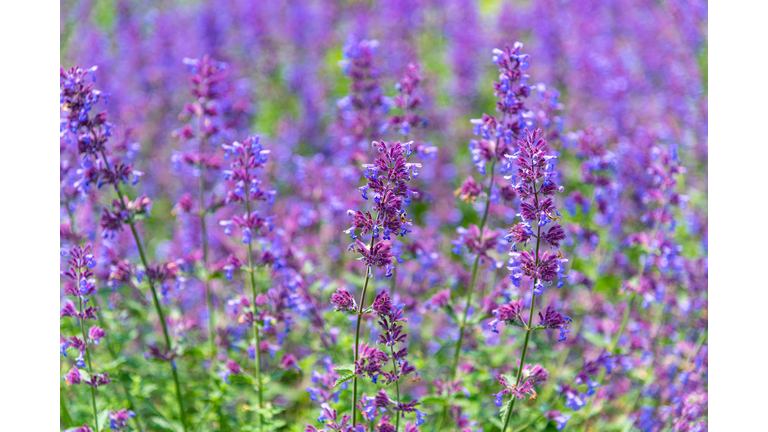 Catnip flowers (Nepeta cataria) field in summer