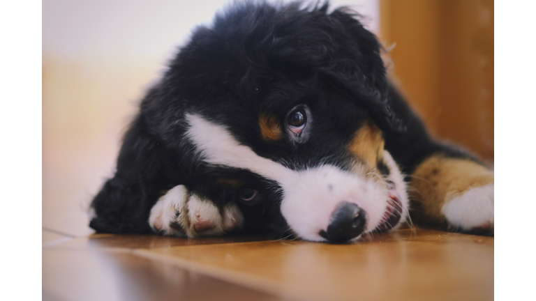 Bernese Mountain dog puppy