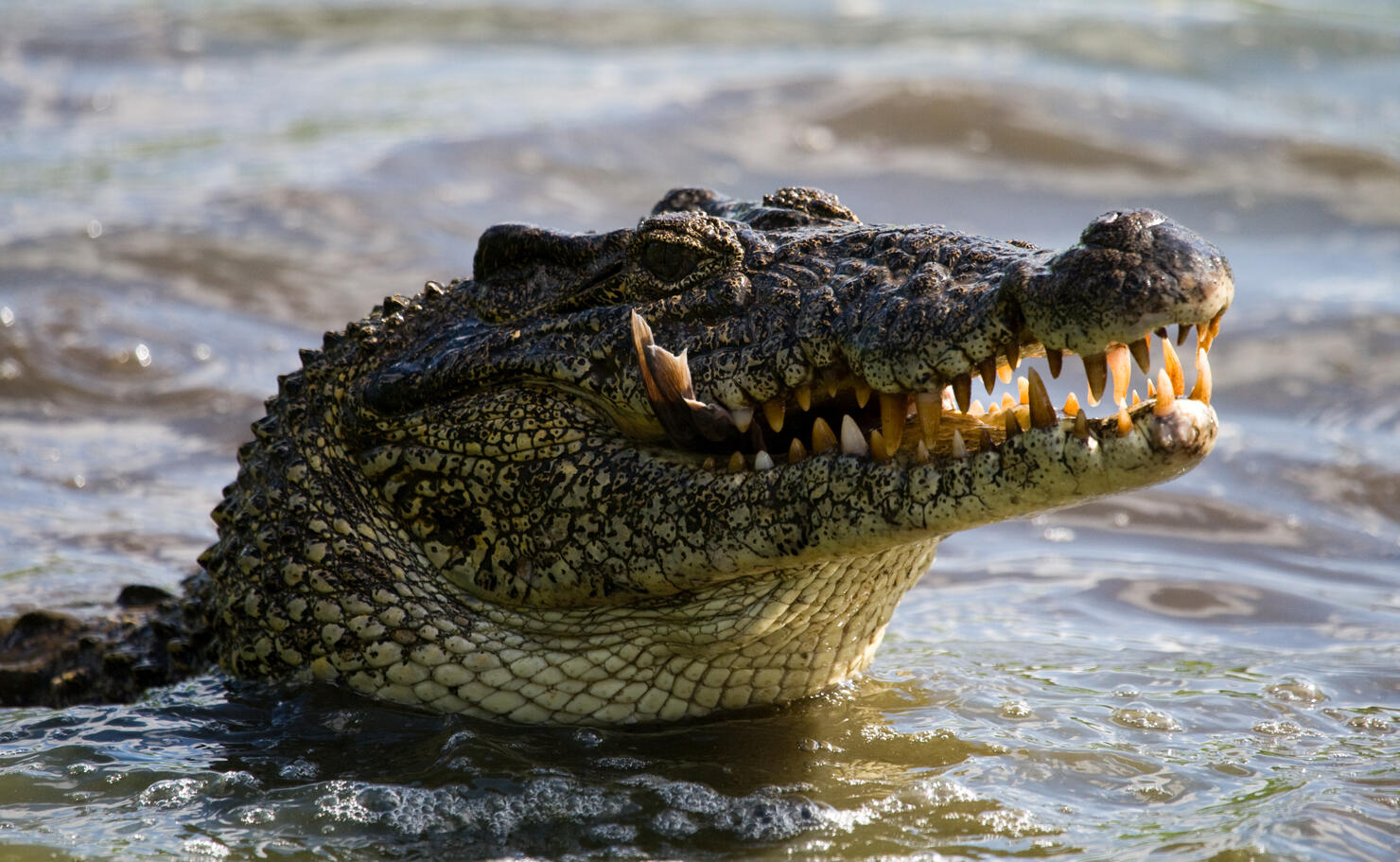 The Cuban crocodile jumps out of the water