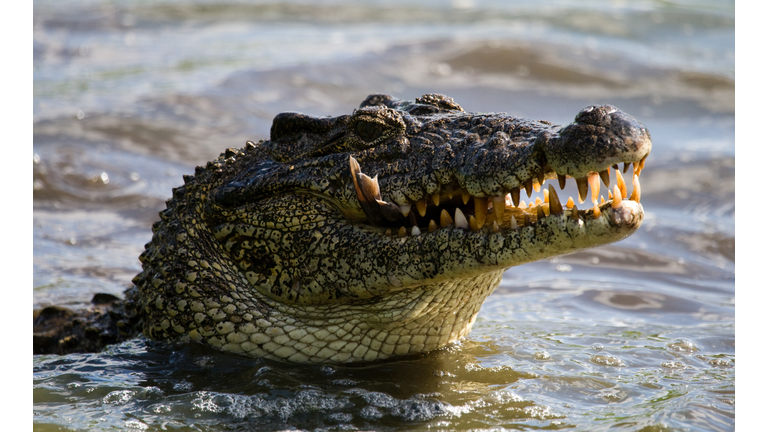 The Cuban crocodile jumps out of the water