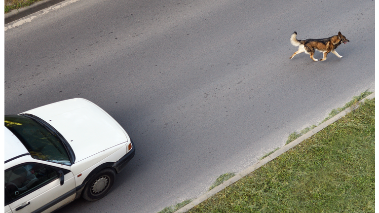 The dog runs across the road in front of the car. View from above.