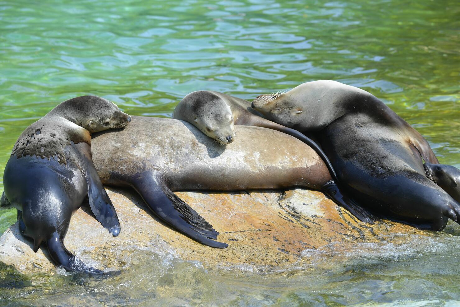 GERMANY-ZOO-HEALTH-VIRUS