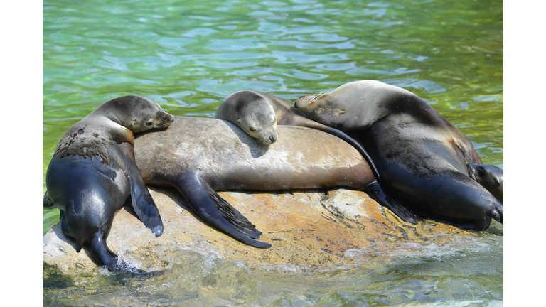 GERMANY-ZOO-HEALTH-VIRUS