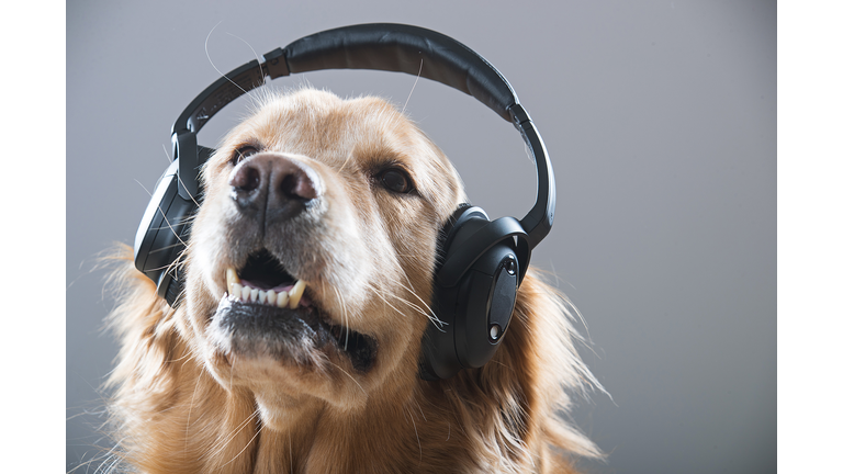 Golden Retriever Dog wearing headphones