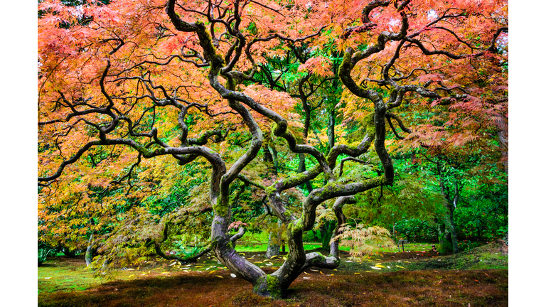 Seattle Japanese Garden