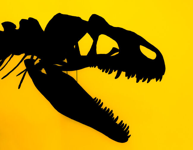 Silhouette of the skull of a carnivorous dinosaur Allosaurus