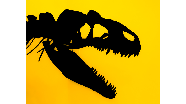 Silhouette of the skull of a carnivorous dinosaur Allosaurus