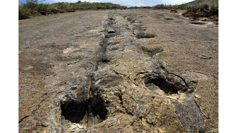 BOLIVIA-PALEONTOLOGY-TORO TORO