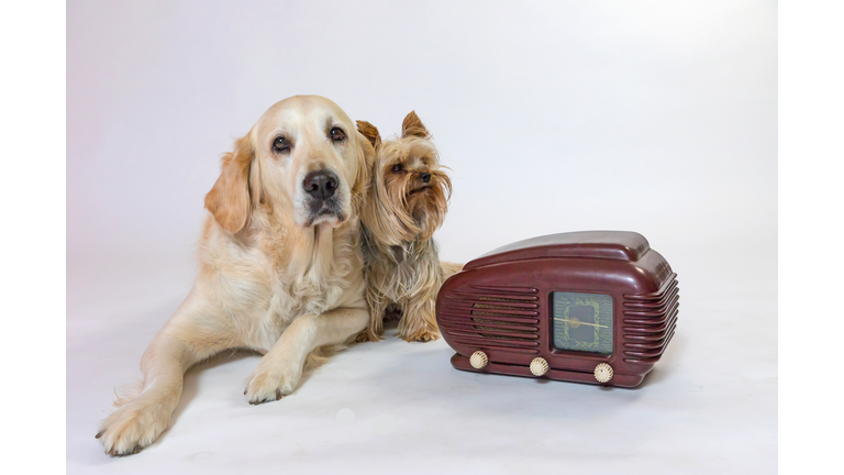 Yorkshire terrier and Golden Retriever dog are lying next to the vintage radio