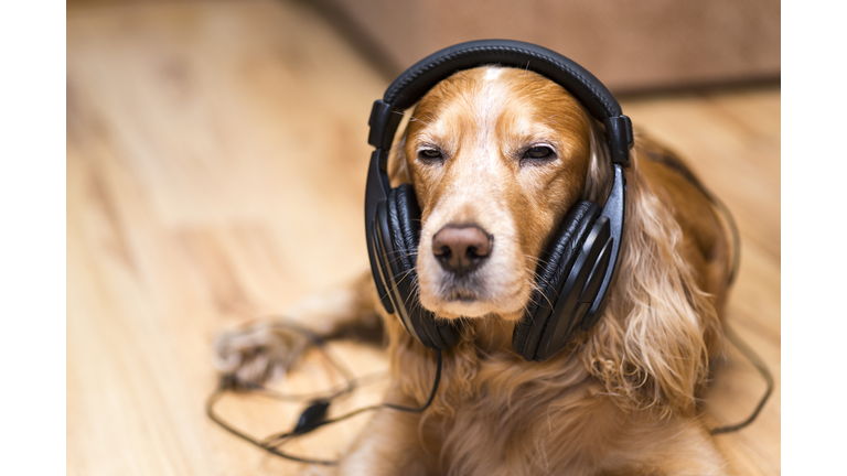 dog in headphones listening to music