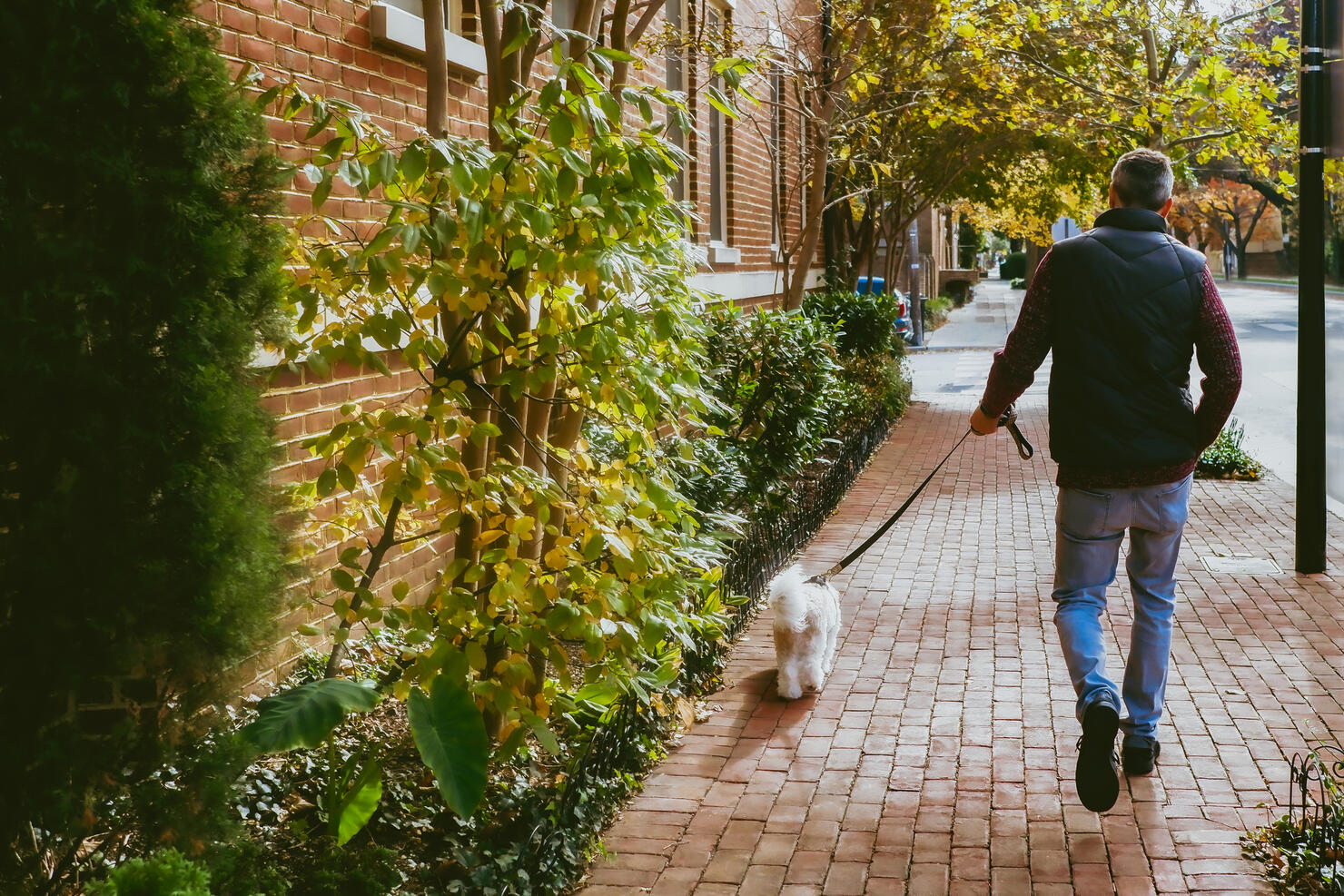 Man Walks Down Sidewalk With His Coton de Tuléar