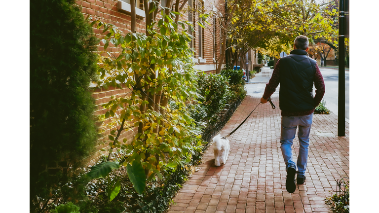 Man Walks Down Sidewalk With His Coton de Tuléar