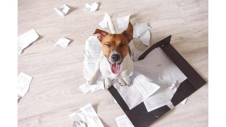 Bad dog sitting on the torn pieces of documents