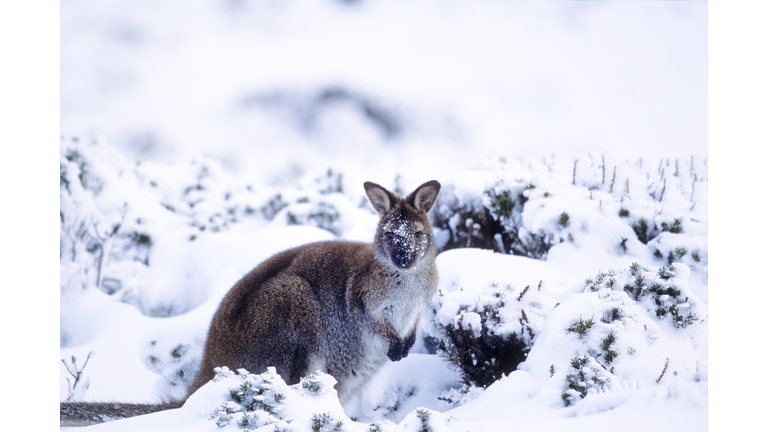 snow wallaby