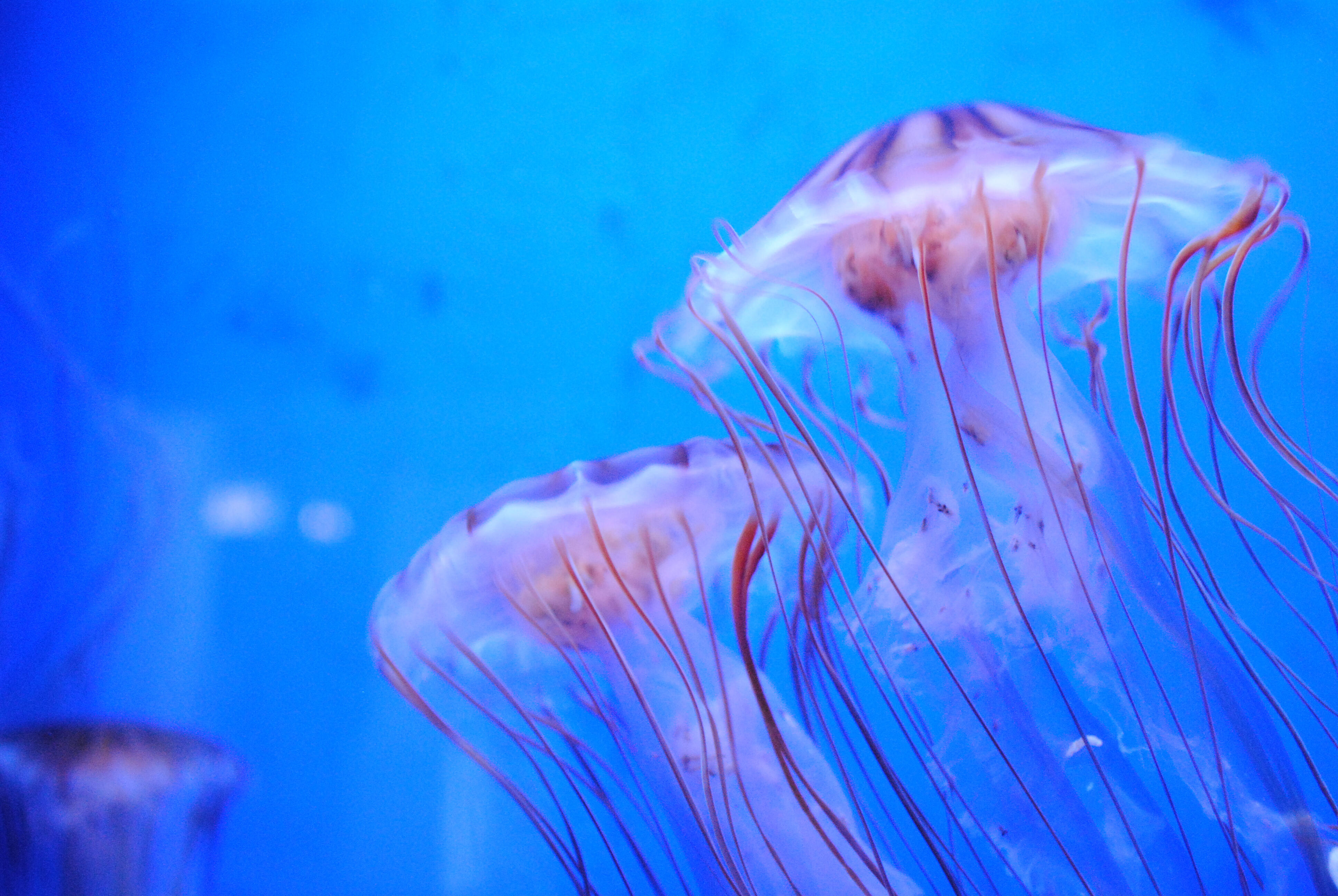 WATCH Thousands Of 'Terrifying' Jellyfish Invade Florida Beach iHeart