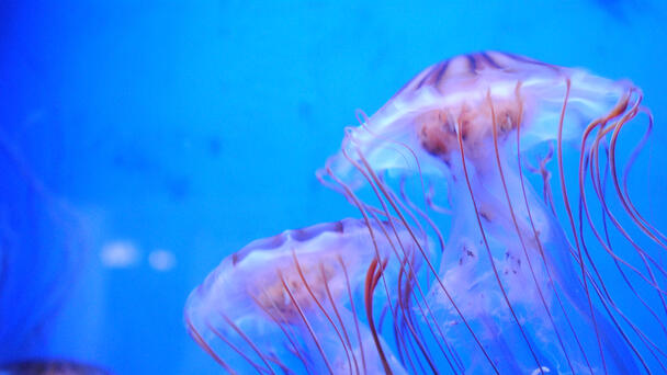 Jellyfish Infestation Forces Nuclear Plant To Shut Down