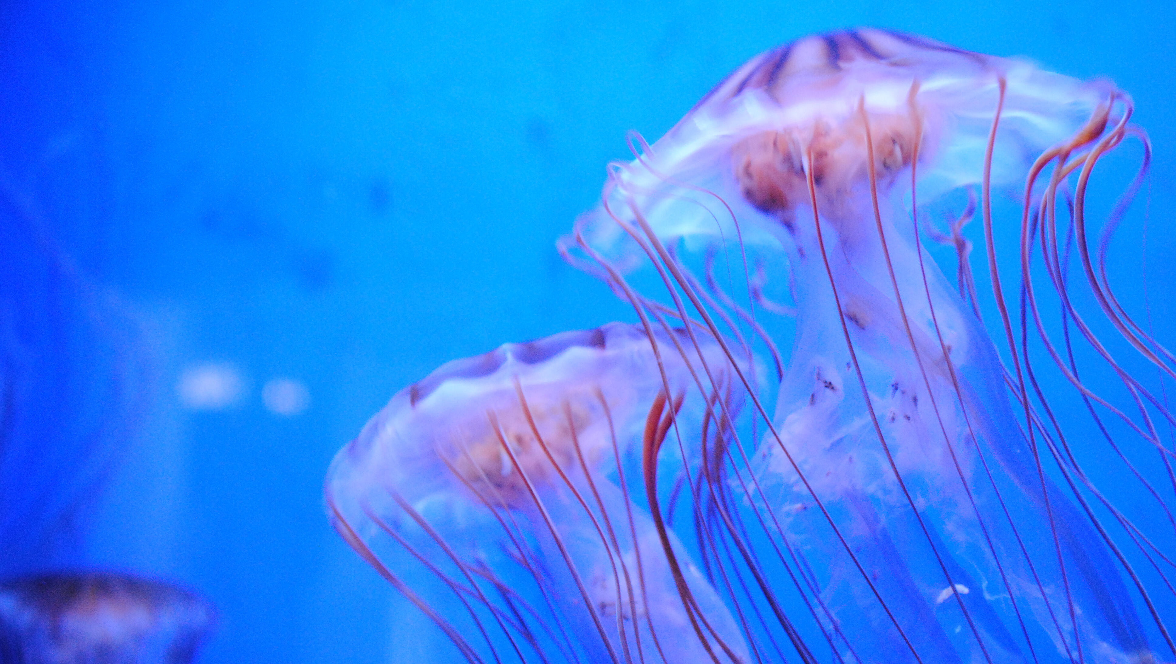 Jellyfish Infestation Forces Nuclear Plant To Shut Down
