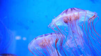 Jellyfish Infestation Forces Nuclear Plant To Shut Down