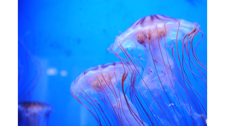 Jellyfish World / Acquario