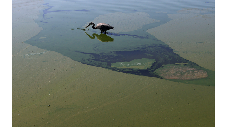 Cyanotoxin Outbreak Due To Dry, Hot Summer Threatens Water Supply In Clear Lake, California