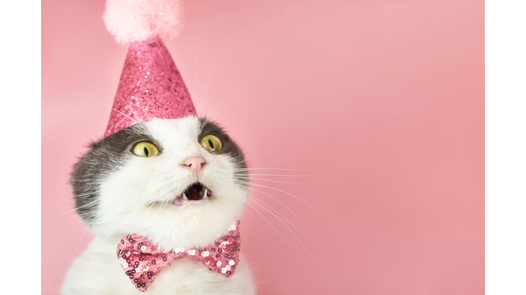 Surprised fold cat in a party birthday hat, copy space.
