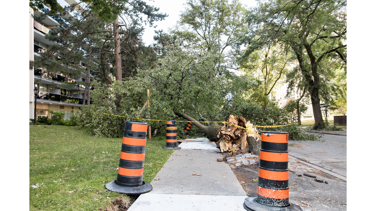 Fallen Tree