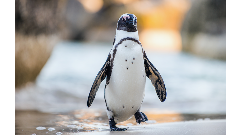 African penguin