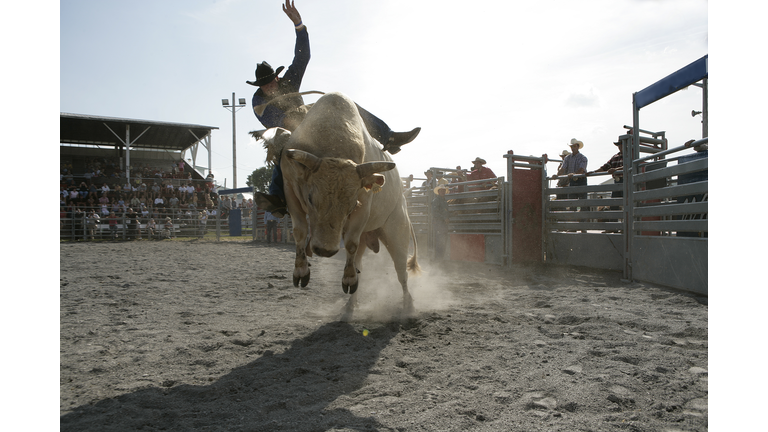 Rodeo - Bull Riding