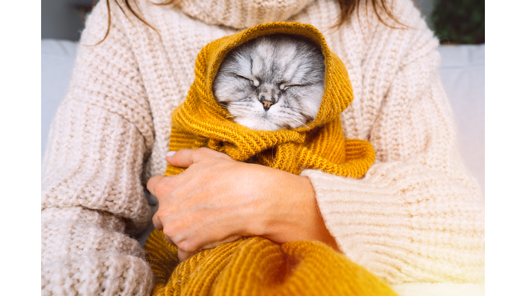 Woman in cozy sweater holding cute cat in plaid. Cat resting and warming under a soft blanket in cold autumn or winter weather. Cozy warm image