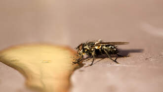 Canadian News Anchor Swallows Fly Live on Air (Video)